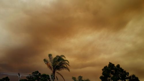 Low angle view of palm trees against storm clouds