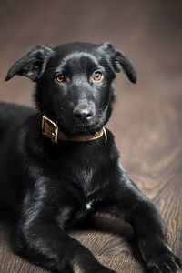 Close-up portrait of a dog