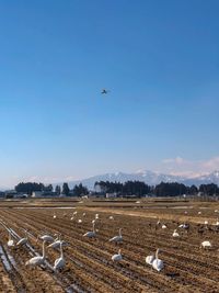 Birds perching on land against blue sky