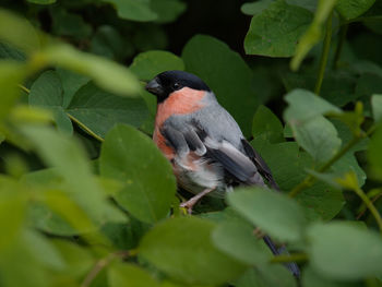 High angle view of bird perching on plant