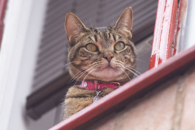 Portrait of tabby cat on window