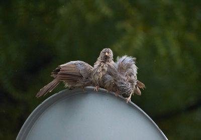 Close-up of bird perching on a tree