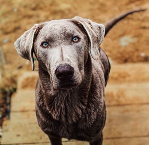 Close-up portrait of dog sitting outdoors