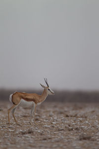 View of deer standing on land