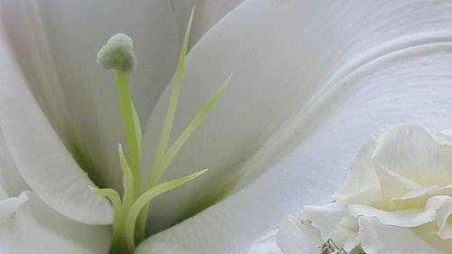 Close-up of flowers