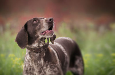 Close-up of a dog looking away