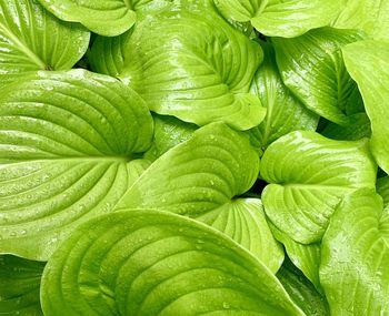 Full frame shot of wet leaves