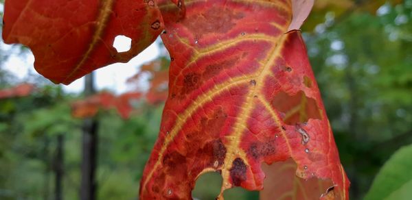 Close-up of autumn leaves