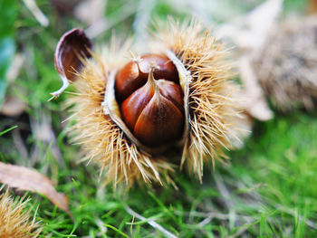 Close-up of fruit growing on field