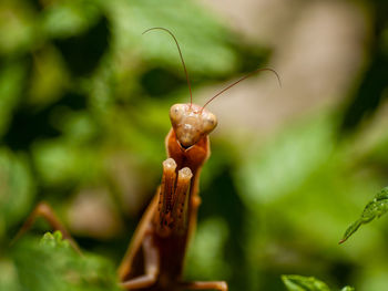 Close-up of praying mantis on leaf