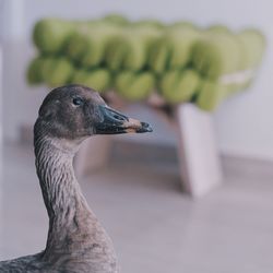 Close-up of bird perching on branch