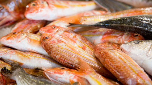 Close-up of seafood for sale at market