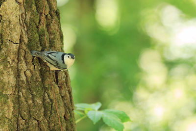 Close-up of bird perching on tree trunk