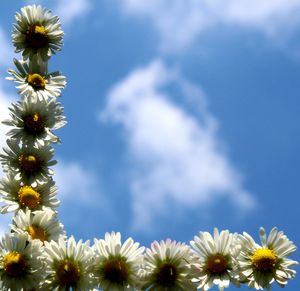 Low angle view of white flowering plants against blue sky