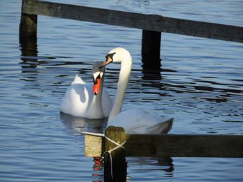 Swan swimming on lake