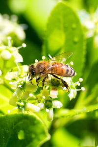 Close-up of bee on plant