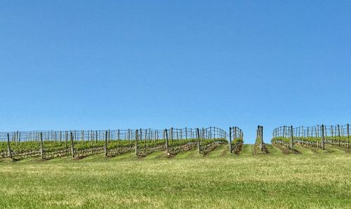 Scenic view of field against clear blue sky