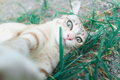 High angle view of cat lying on grass