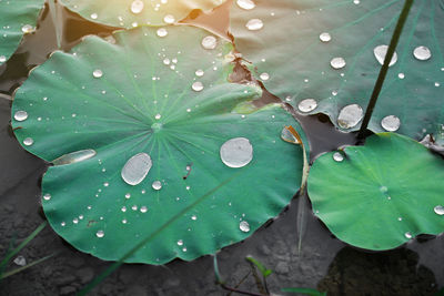 High angle view of raindrops on leaves