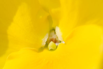 Close-up of insect on yellow flower