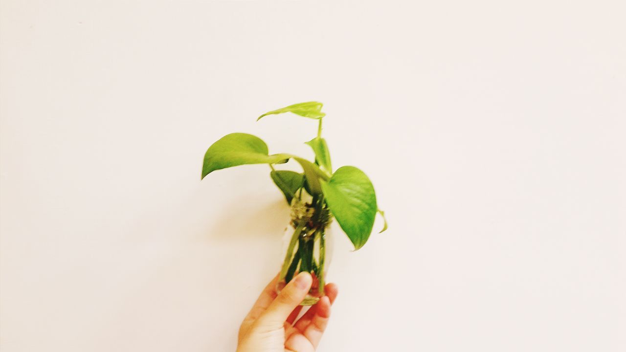 person, holding, leaf, cropped, part of, personal perspective, human finger, copy space, studio shot, unrecognizable person, white background, close-up, stem, green color, freshness, plant, nature