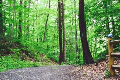 Trees in forest