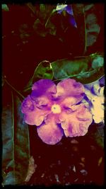 Close-up of purple flowers