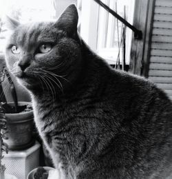 Close-up of cat