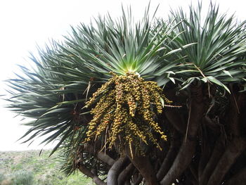 Close-up of fresh plant against sky