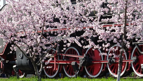 Flower trees against cropped train