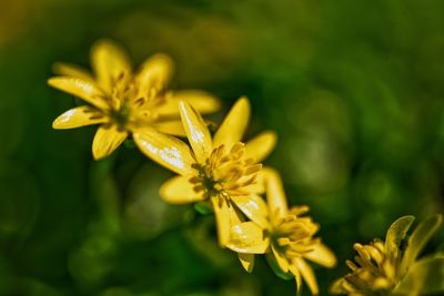Close-up of yellow flowering plant