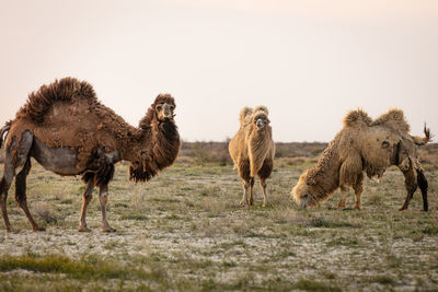 Wild camel standing to eat hay on a meadow .the most grueling animal in the world