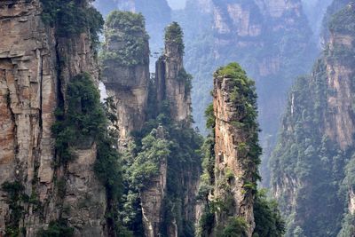 Panoramic view of pine trees in forest