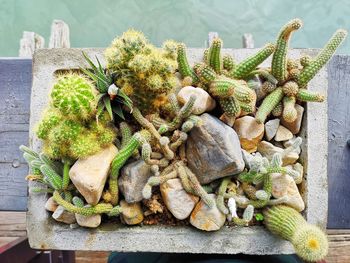 High angle view of vegetables on table