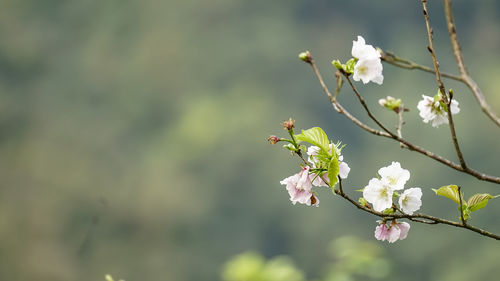 Close-up of white cherry blossom