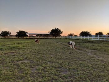 Dog on field against sky during sunset