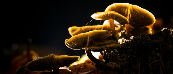 Mushrooms growing at forest during night