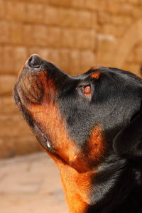 Close-up of dog looking away