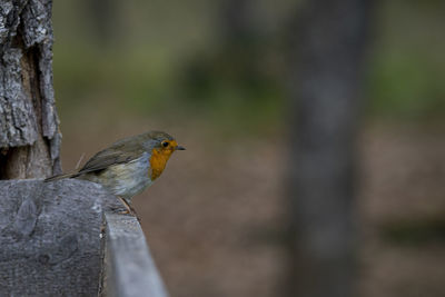 Close-up of bird perching on wooden post