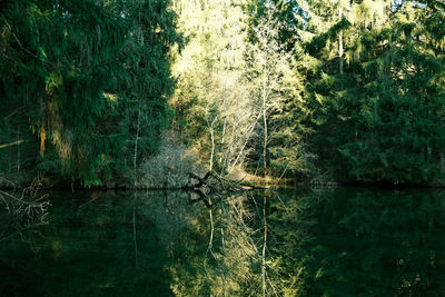 Trees by lake in forest