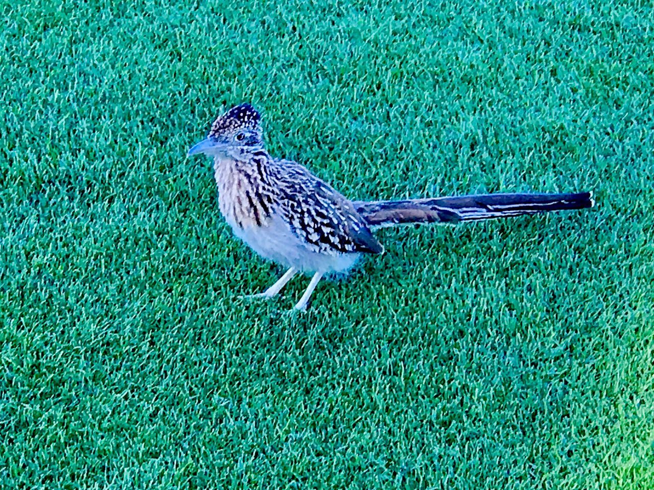 BIRD ON FIELD