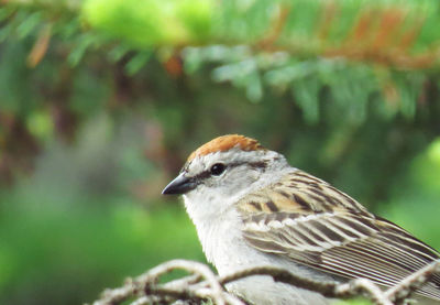 Close-up of a bird