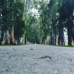 Road along trees