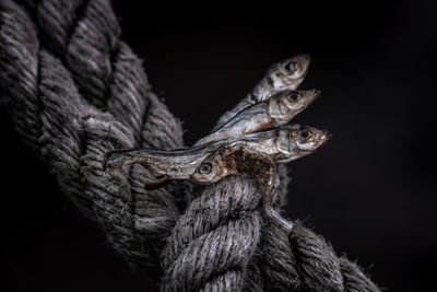 Close-up of lizard on rope against black background