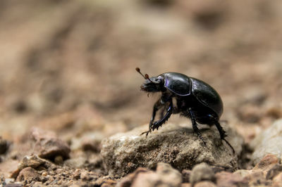 Close-up of black beetle