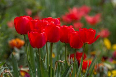 Close-up of red tulip flowers on field