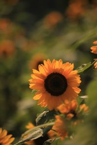 Close-up of orange flower