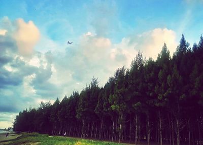 Birds flying over trees against sky