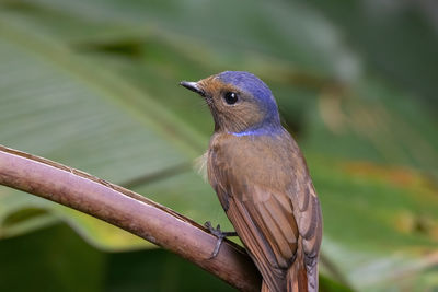 Close-up of bird perching on branch