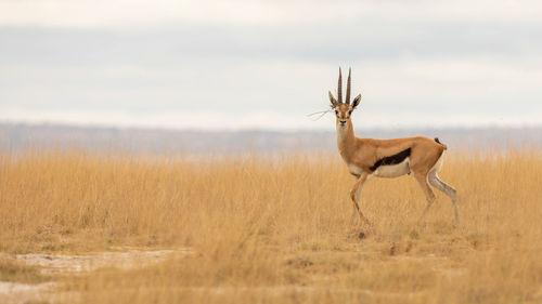 Gazelle in the wild